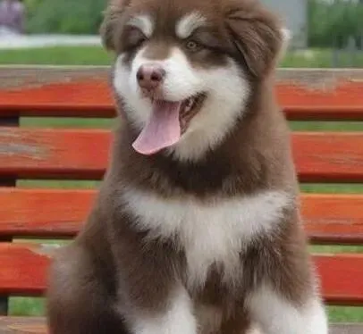 阿拉斯加犬|阿拉斯加雪橇犬可以吃巧克力吗