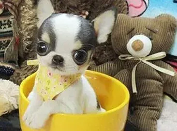 吉娃娃|什么时候适合给吉娃娃注射疫苗和驱虫