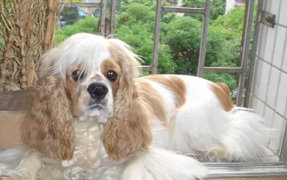美国可卡犬智商怎么样 可卡犬智商是比较高的 | 美国可卡犬