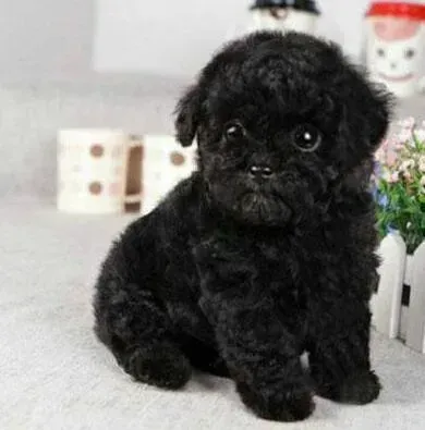 泰迪犬|泰迪犬的哪些疾病总是被大家忽视