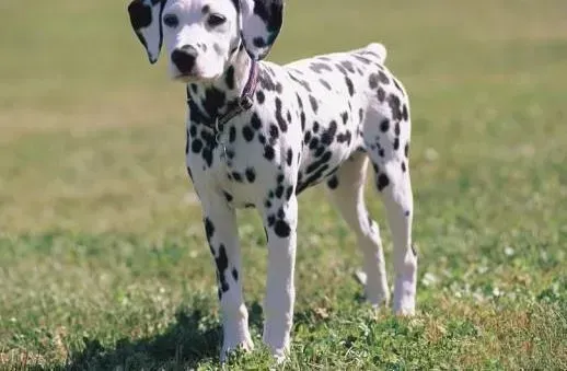 斑点狗|斑点狗耳朵上有结痂，请问有什么去除的良方