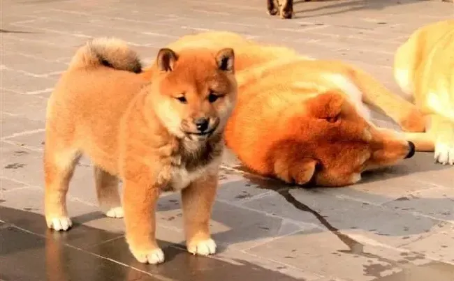 柴犬|产后的柴犬突然拉稀，没食欲，求帮助