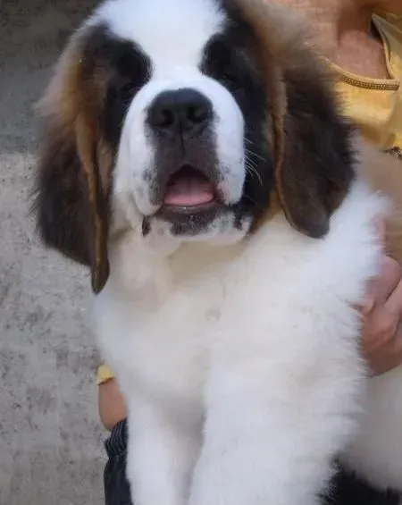 圣伯纳犬|如何做好保暖措施让圣伯纳犬远离感冒