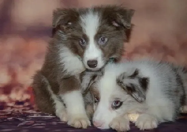 边境牧羊犬|边境牧羊犬幼犬多大断奶，断奶后如何喂食