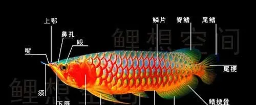 龙鱼的特征和生长发育介绍
