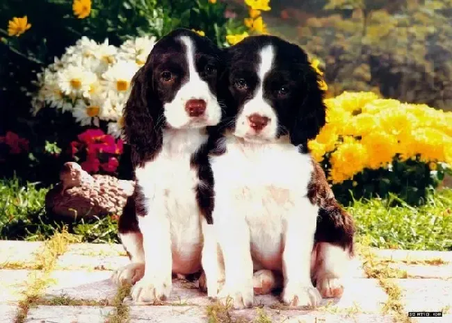 可卡犬|可卡犬不爱吃东西拉便便带血色是什么病