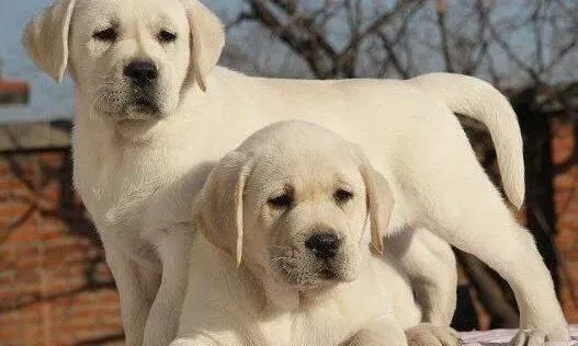 拉布拉多|拉布拉多犬吃几顿比较好