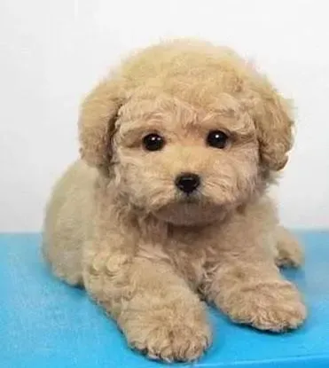 泰迪犬|雨季大作战 雨季照顾泰迪犬要注意五点