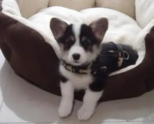 柯基犬|柯基犬眼睛突然睁不开了怎么照顾