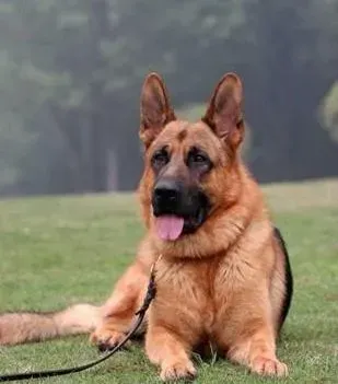 德国牧羊犬|怎样端正德国牧羊犬知错就改的态度