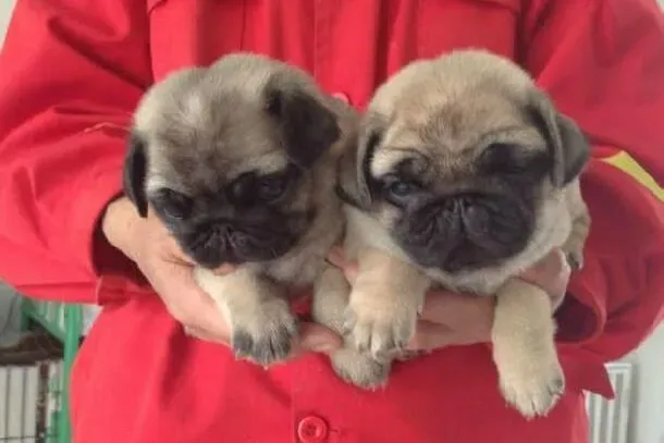 巴哥犬|怎样给巴哥犬选择适合的鞋子