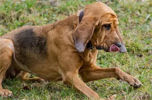 寻血猎犬最喜欢的食物 寻血猎犬喜欢的七种食物 | 寻血猎犬