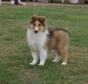 苏格兰牧羊犬|上班族白天不在家该如何饲养苏格兰牧羊犬