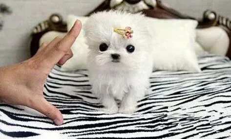 马尔济斯|马尔济斯犬细小康复后，吃什么食物好