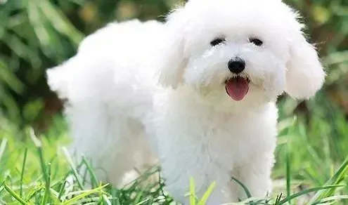 比熊犬|解析比熊犬会掉毛的十二个原因