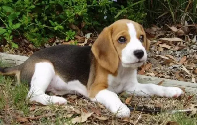 比格犬|怎样正确的判断比格犬是否生病
