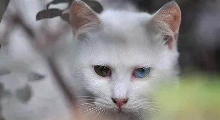 猫咪生病了怎么办 生病时要给猫提供营养 | 猫