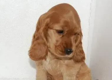 可卡犬|可卡犬拉稀带虫子，什么时候给它驱虫合适