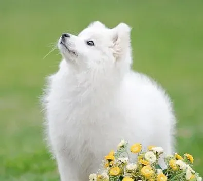 银狐犬特征 银狐犬的步态骄傲 | 银狐犬