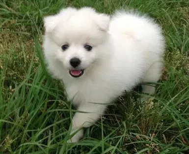 银狐犬|正在拉肚子的银狐犬把营养膏全吃了没事吧