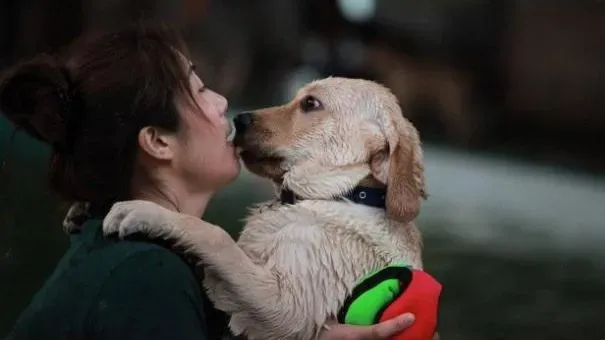 拉布拉多|拉布拉多犬扑人怎么办 驯服拉拉扑跳的坏习惯