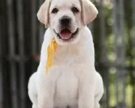 拉布拉多|拉布拉多犬在春天的时候需要怎样养护