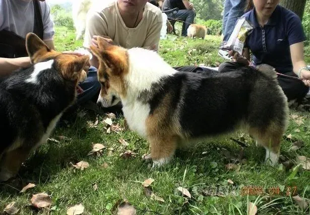 柯基犬|柯基犬一直流眼泪眼睛发红是什么病