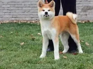 秋田犬|健康判断之秋田犬的肠胃消化