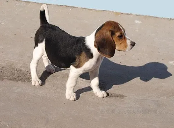 比格犬|比格犬的喂养最容易犯哪些错误
