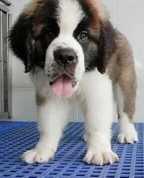 圣伯纳犬|疾病会导致圣伯纳犬呕吐么