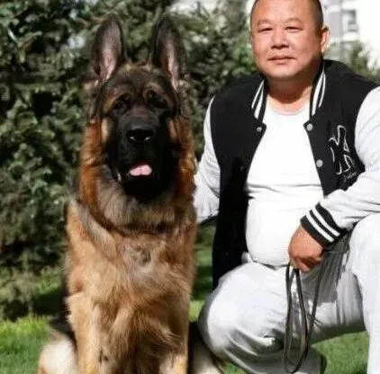 德国牧羊犬|德国牧羊犬有黄绿色的眼屎是什么情况