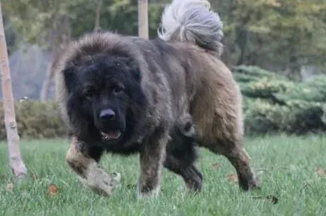 高加索犬|高加索犬因为拉肚子一直不吃饭该怎么办