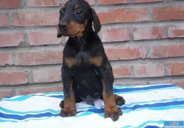 杜宾犬|杜宾犬几岁失去生育能力？求告知