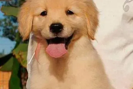 金毛|金毛犬全身多处起黑斑是怎么了 如何治疗