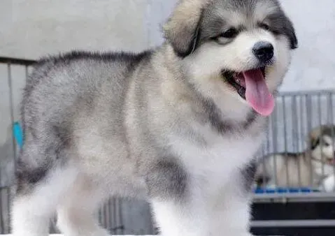 阿拉斯加犬|精神状态异常的阿拉斯加犬到底是怎么了