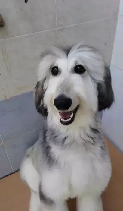 阿富汗猎犬|怎样做好和阿富汗猎犬久别重逢的心理准备
