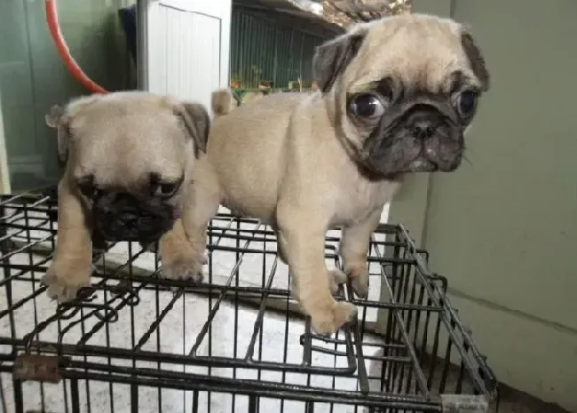 巴哥犬|巴哥犬耳朵里有耳屎不让我清理 有什么解决办法