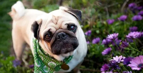 巴哥犬感冒 一些基本的处理方法 | 巴哥