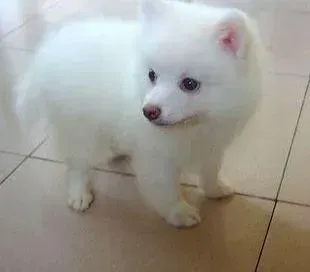 银狐犬|银狐犬出去遛弯见生人就叫怎么训练