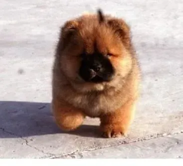 松狮犬|松狮犬出现食欲不振的四大原因
