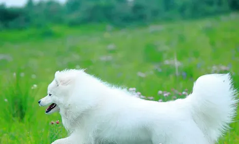 银狐犬特征 银狐犬的步态骄傲 | 银狐犬