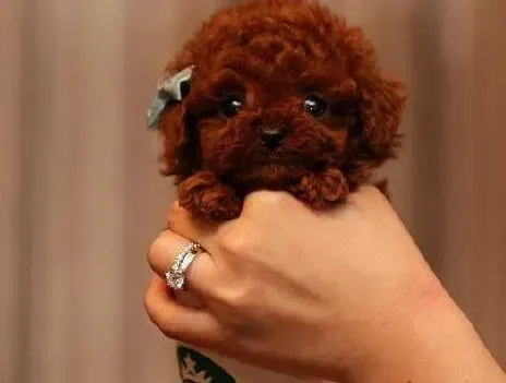 泰迪犬|泰迪犬发情了 什么时候可以开始配种啊