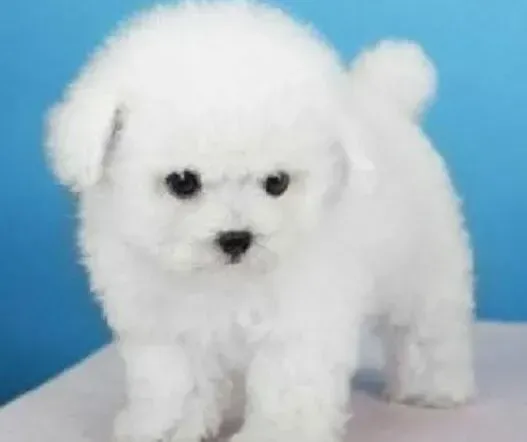 比熊犬|保证狗狗健康 做好比熊犬足部保健