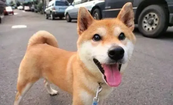 柴犬毛长吗 柴犬虽然毛不长但是掉毛也十分厉害 | 柴犬