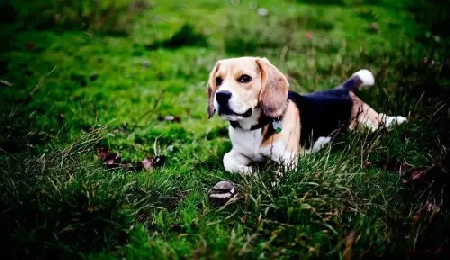 比格犬|想要知道比格犬的真实年龄吗?看牙齿吧