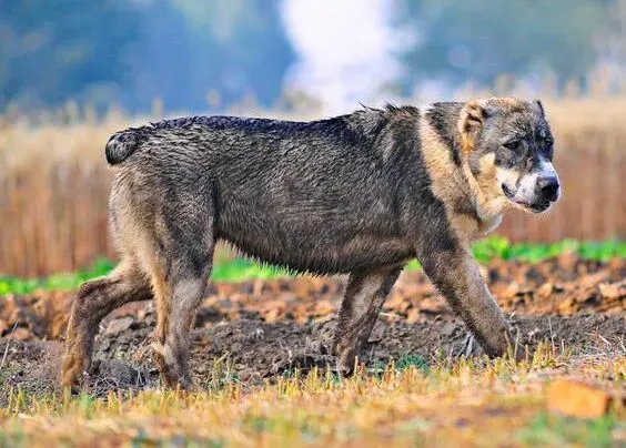 中亚牧羊犬|中亚牧羊犬便便后刻意掩盖的原因