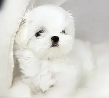 马尔济斯|马尔济斯犬鼻尖又红又肿，掉毛有结痂怎么办