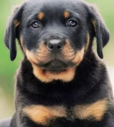 罗威纳犬|运动更健康 让罗威纳犬进行合理的运动