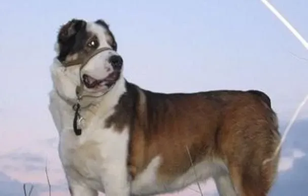 中亚牧羊犬怎么养 中亚牧羊犬需要注意事项 | 中亚牧羊犬