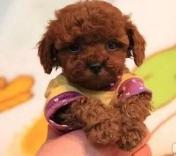 贵宾犬|护理好贵宾犬的被毛有何高见